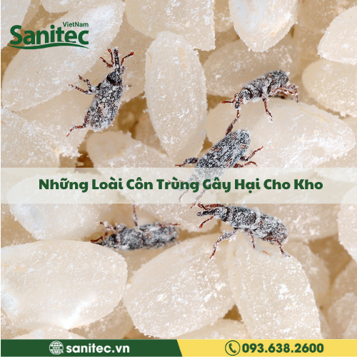 Những Loài Côn Trùng Gây Hại Cho Kho